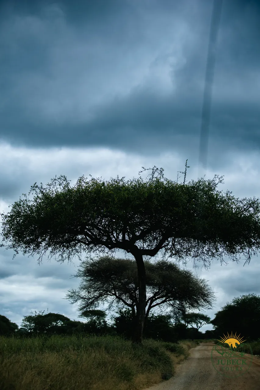 Lone acacia tree under a dramatic Tanzanian sky