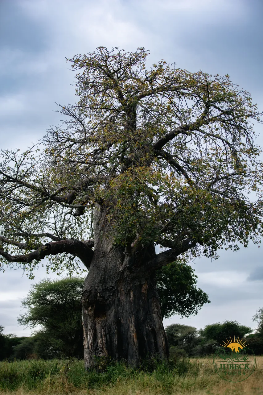 Ancient baobab tree in Tarangire