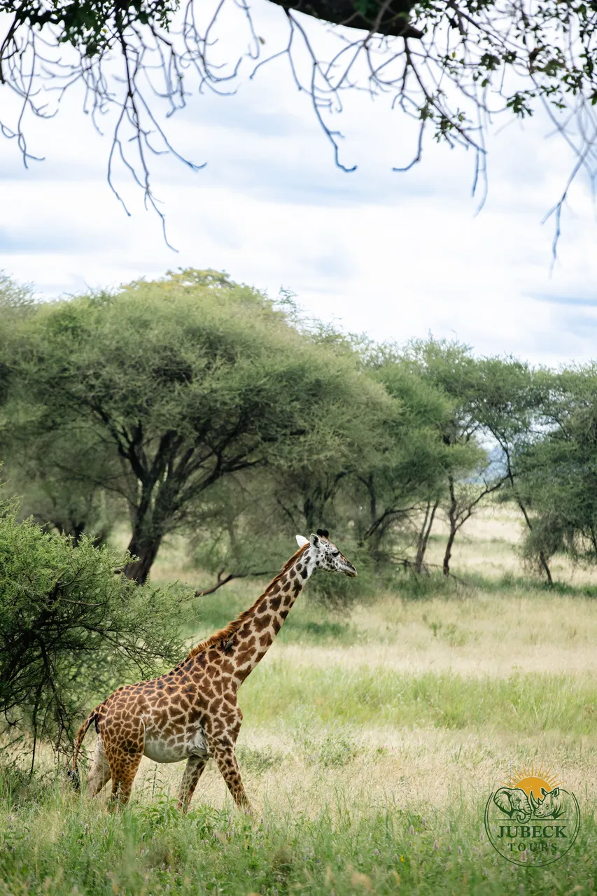 Giraffe beneath an acacia tree