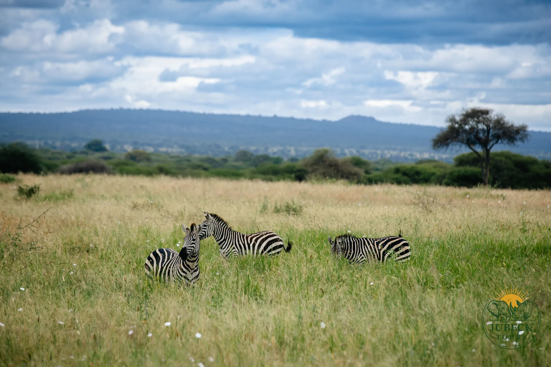 Marvel at Zebra Herds