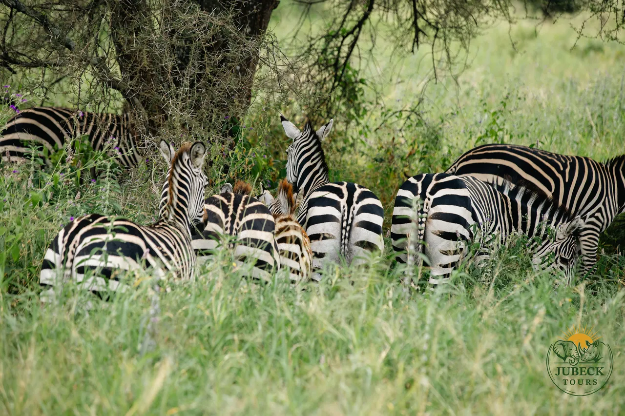 Reading the Plains: How Guides Track the Big Five