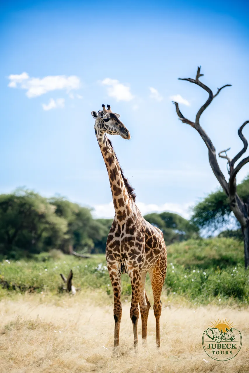 Couples & Honeymoons