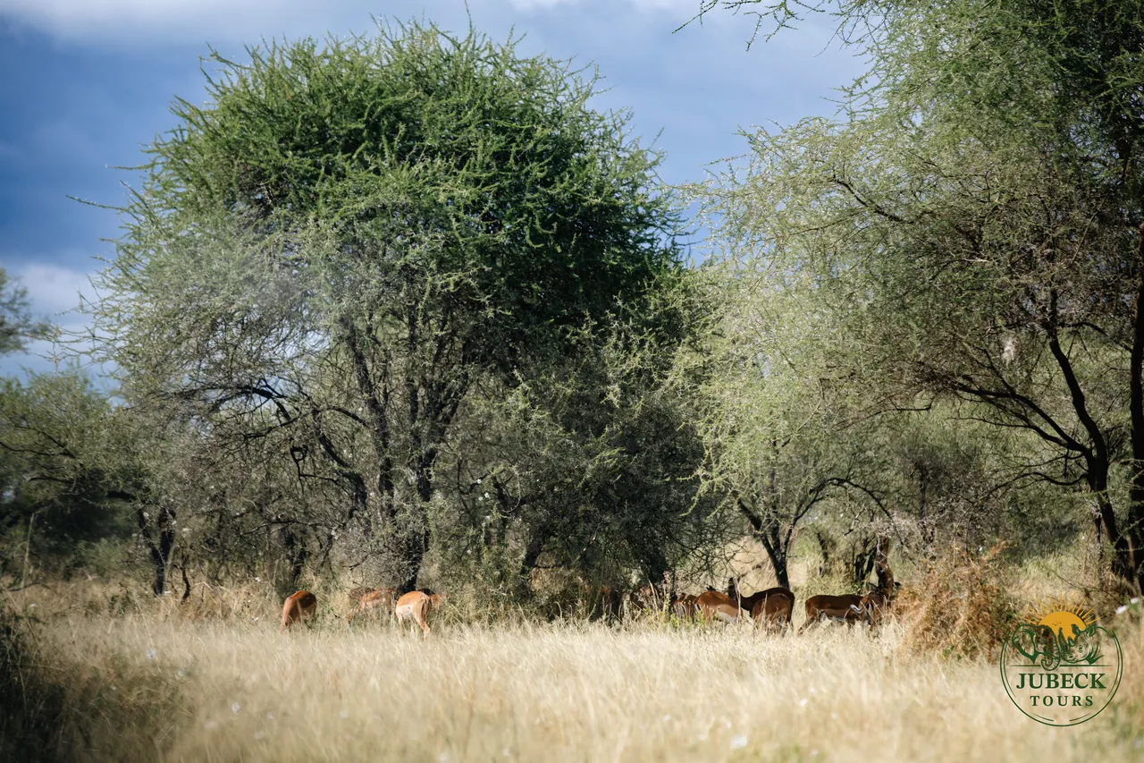 Inside Ngorongoro: The World's Largest Intact Caldera