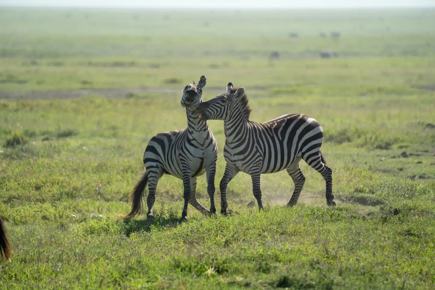Arusha